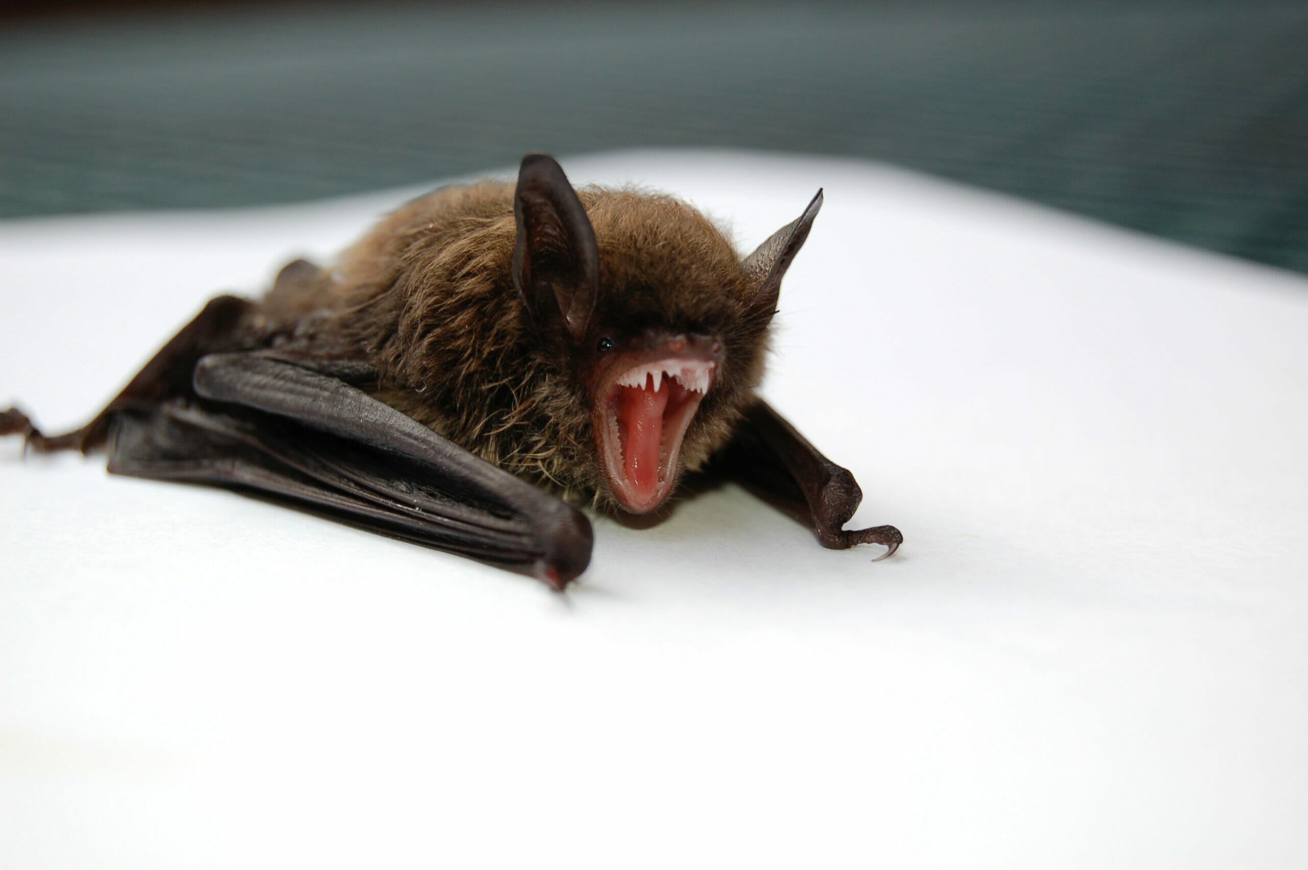Bat Guano Cleanup in Alabama Bio One Alabama