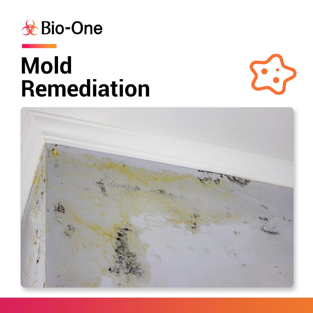 mold on wall